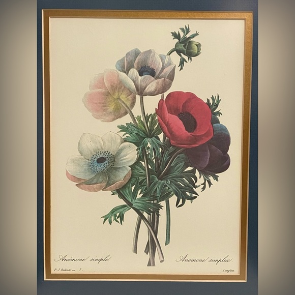 Professionally Framed Vintage Print "Anemone Simplex "by P.J. Redoute 16X13 1/2 - Picture 2 of 5